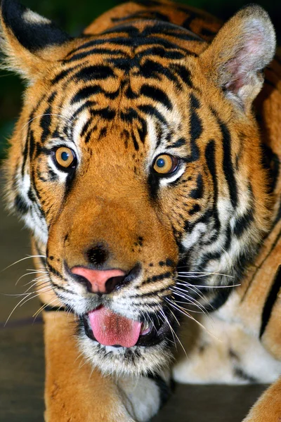 Stock image Tiger