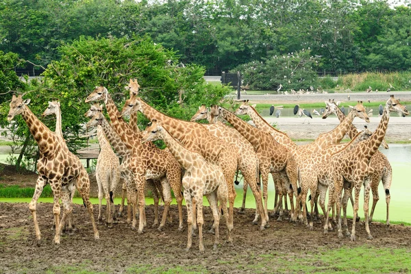 Giraffee — Fotografia de Stock