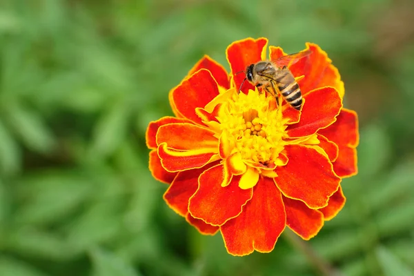 蜜蜂 — 图库照片