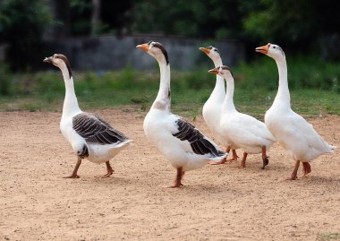 Grup ördek