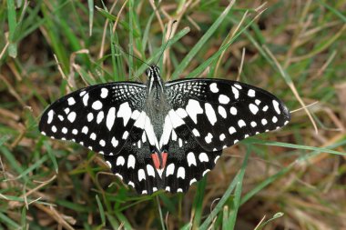 Lime Butterfly clipart