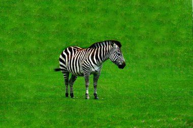 Zebra çimenlerin üzerinde