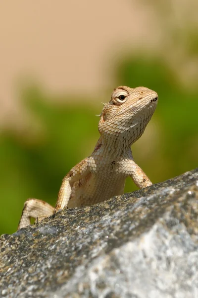 Garden Lizard — Stock Photo, Image