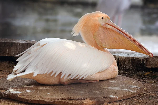 Pelicano rosado — Fotografia de Stock