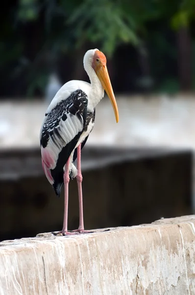 Painted Storks — Stock Photo, Image