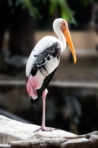 Painted Storks — Stock Photo, Image