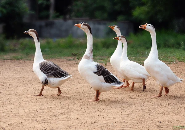 Grup ördek — Stok fotoğraf