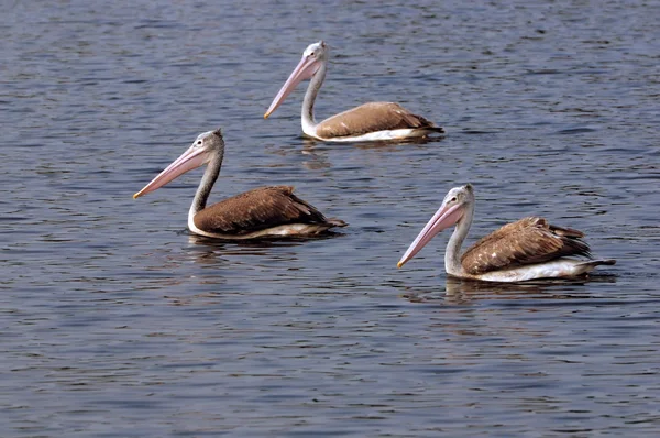 Pelicans — Stock Photo, Image