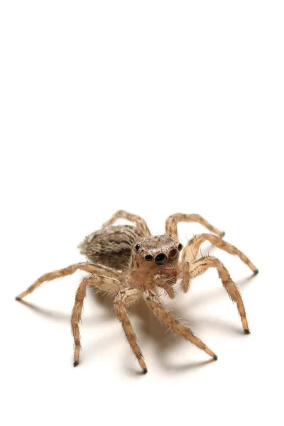 Aranha em branco — Fotografia de Stock