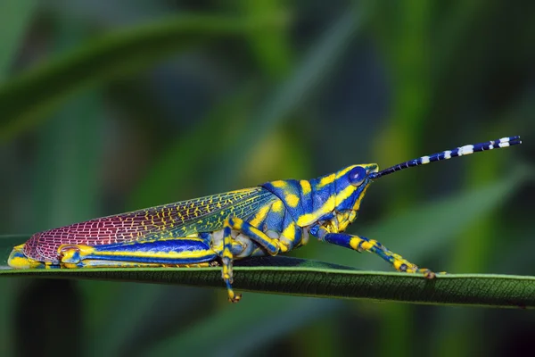 Painted Grasshopper — Stock Photo, Image