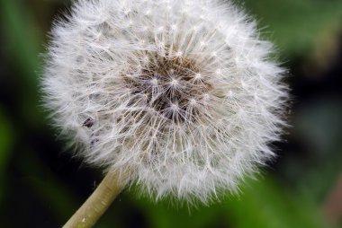 Dandelions clipart