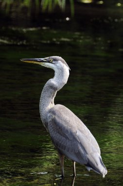 Great Blue Heron clipart