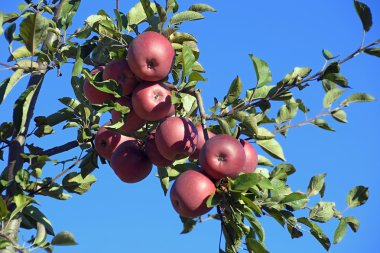 An apple tree clipart