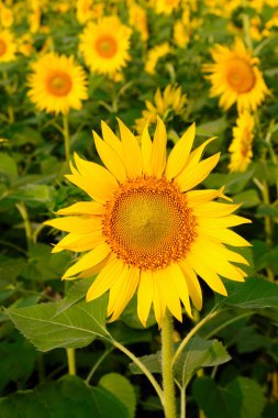 Sunflower clipart