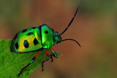 Jewel Bug clipart