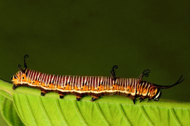 Caterpillar clipart