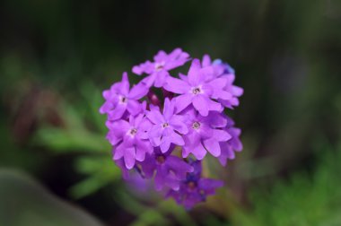 Moss Verbena clipart