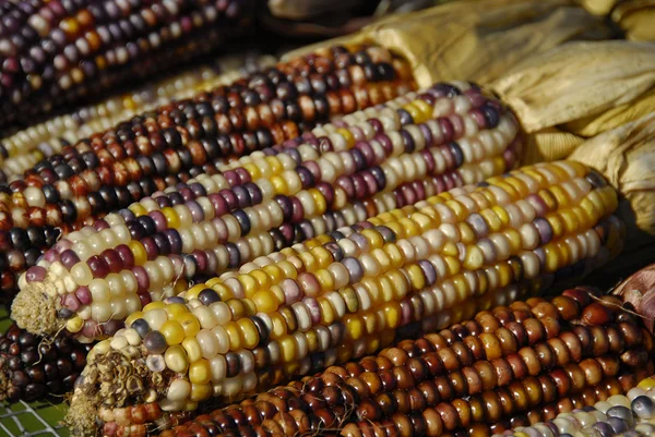 Stock image Indian Corn