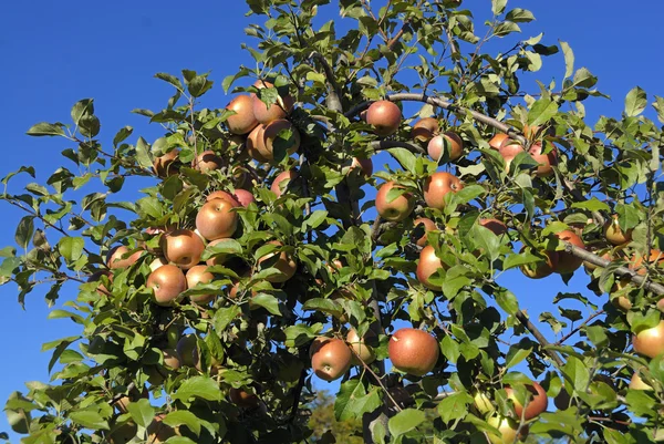 stock image Apples on the Tree