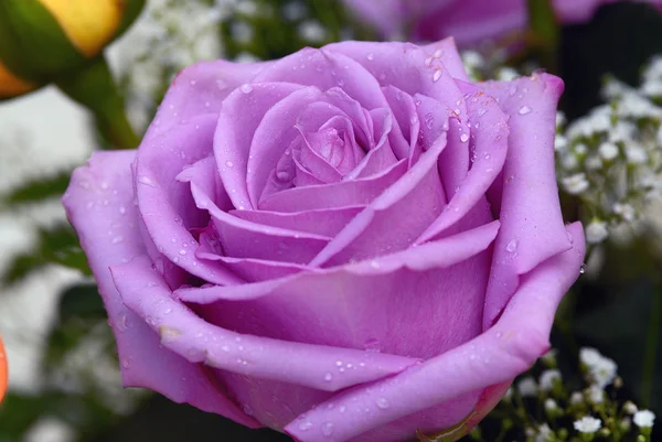 Purpurová růže — Stock fotografie