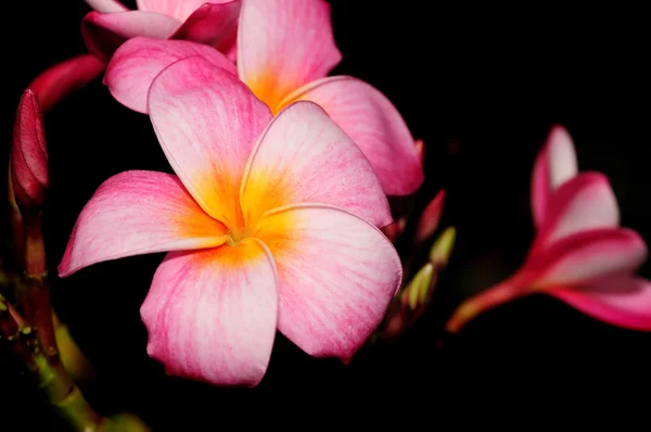 Tropikalny kwiat — Zdjęcie stockowe
