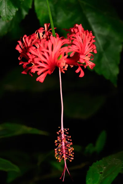 Japanse hibiscus — Stockfoto