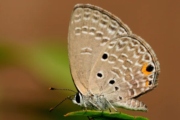 Pandava motyl — Zdjęcie stockowe
