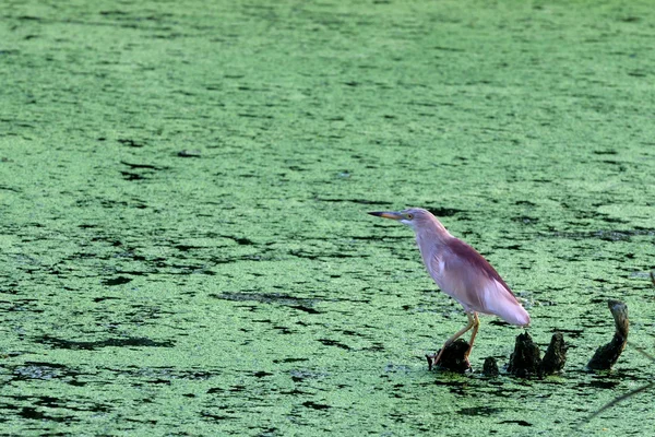 Pond Heron — Stok fotoğraf