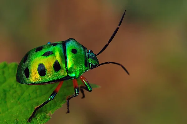 Bug Jewel — Fotografia de Stock