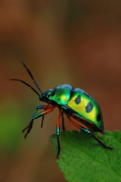 宝石的 bug — 图库照片