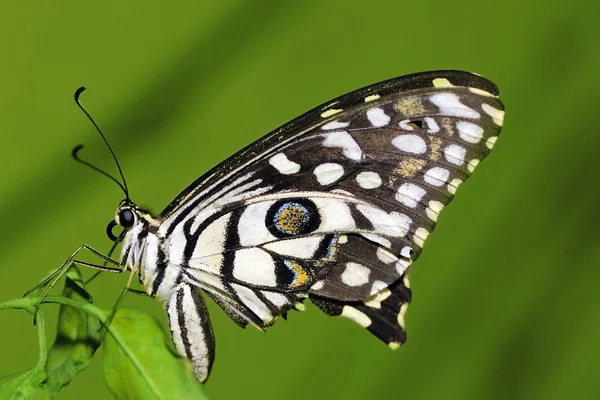 Lime Butterfly — Stock Photo, Image