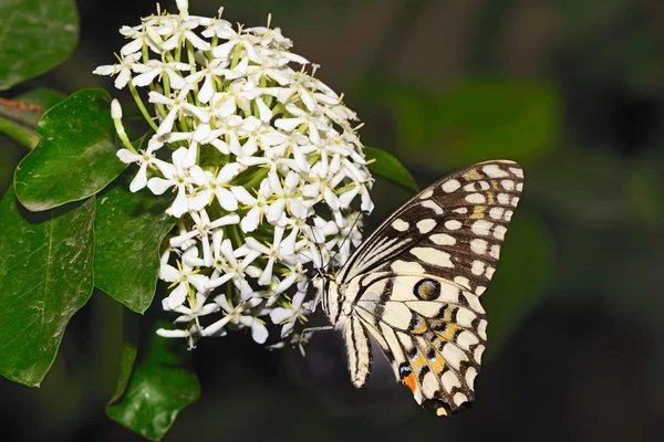 Wapno motyl — Zdjęcie stockowe