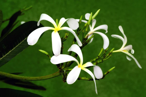 Kwiat Frangipani — Zdjęcie stockowe