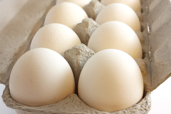 stock image Studio Eggs