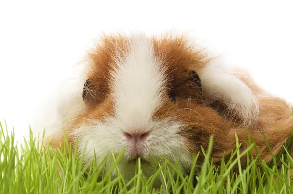 stock image Guinea pig isolated on the white background