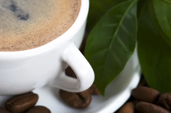 Świeże kawy z kawy oddział — Zdjęcie stockowe