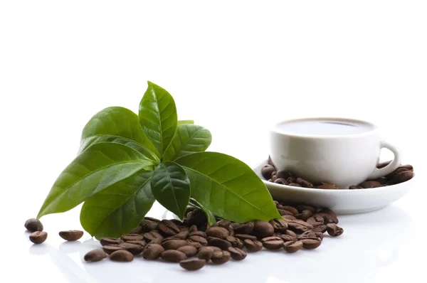 stock image Fresh coffee with coffee branch