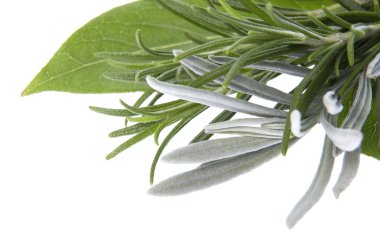 Fresh herbs. bay leaves, lavender, rosemary clipart