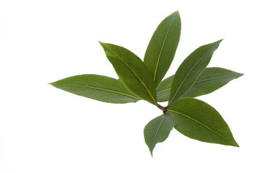 Fresh herbs. bay leaves clipart