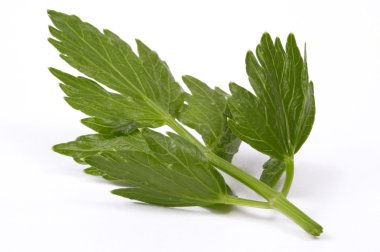 Fresh lovage isolated on the white background clipart