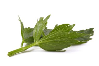 Fresh lovage isolated on the white background clipart