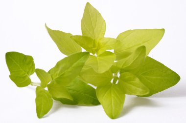 Fresh oregano isolated on the white background clipart