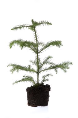 Growing araucaria pine in soil clipart