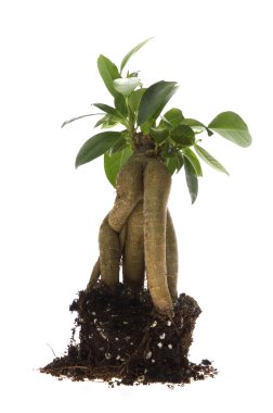 toprakta büyüyen bonsai ağacı