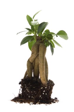 Growing bonsai tree in soil clipart