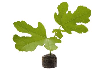 Spring plant. fig clipart