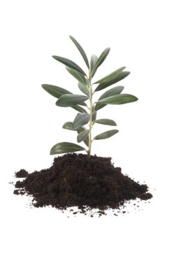 Growing olive in soil clipart