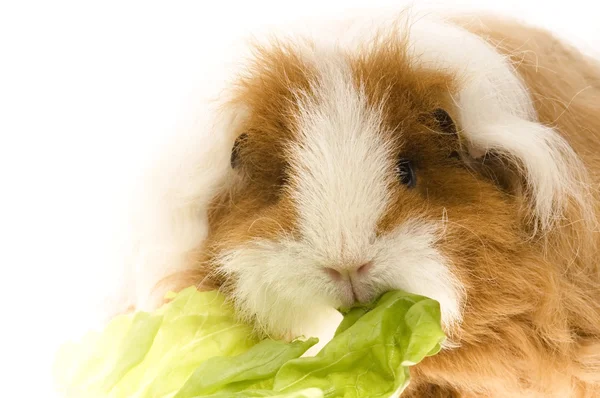 stock image Guinea pig isolated on the white background