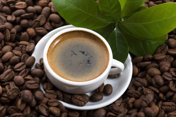 Café fresco con rama de café —  Fotos de Stock