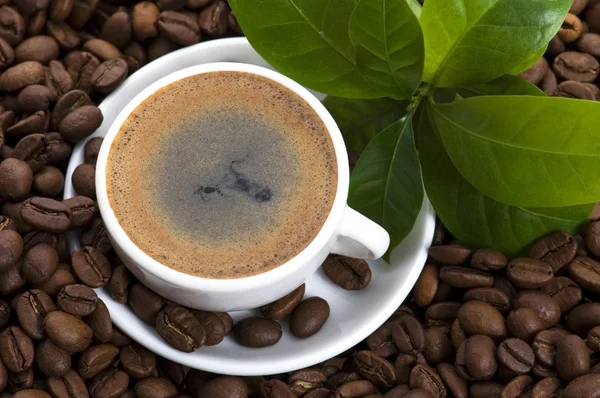 Fresh coffee with coffee branch — Stock Photo, Image